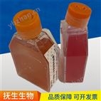 hFOB 1.19品牌