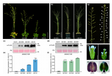 New Phytologist（IF=8.1）|DAP-seq助力解析拟南芥雄性育性调控网络