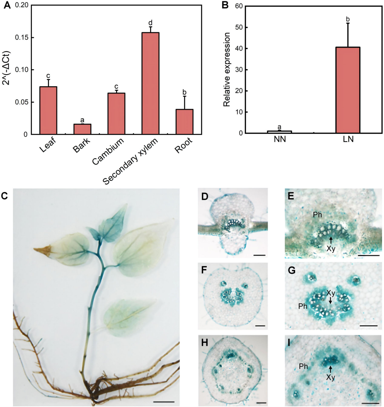 DAP-seq技術助力揭示低氮脅迫下毛白楊木材形成的分子調控機制